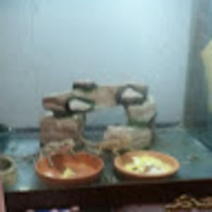 Meet your Posher, Redheart